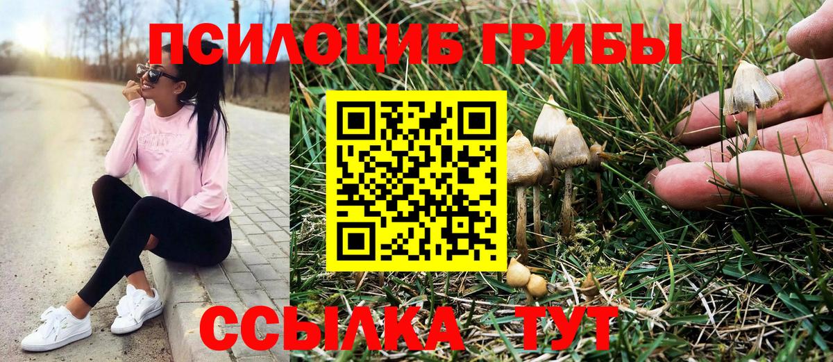 Карасук  Галлюциногенные грибы Cubensis  Вход с VPN 
